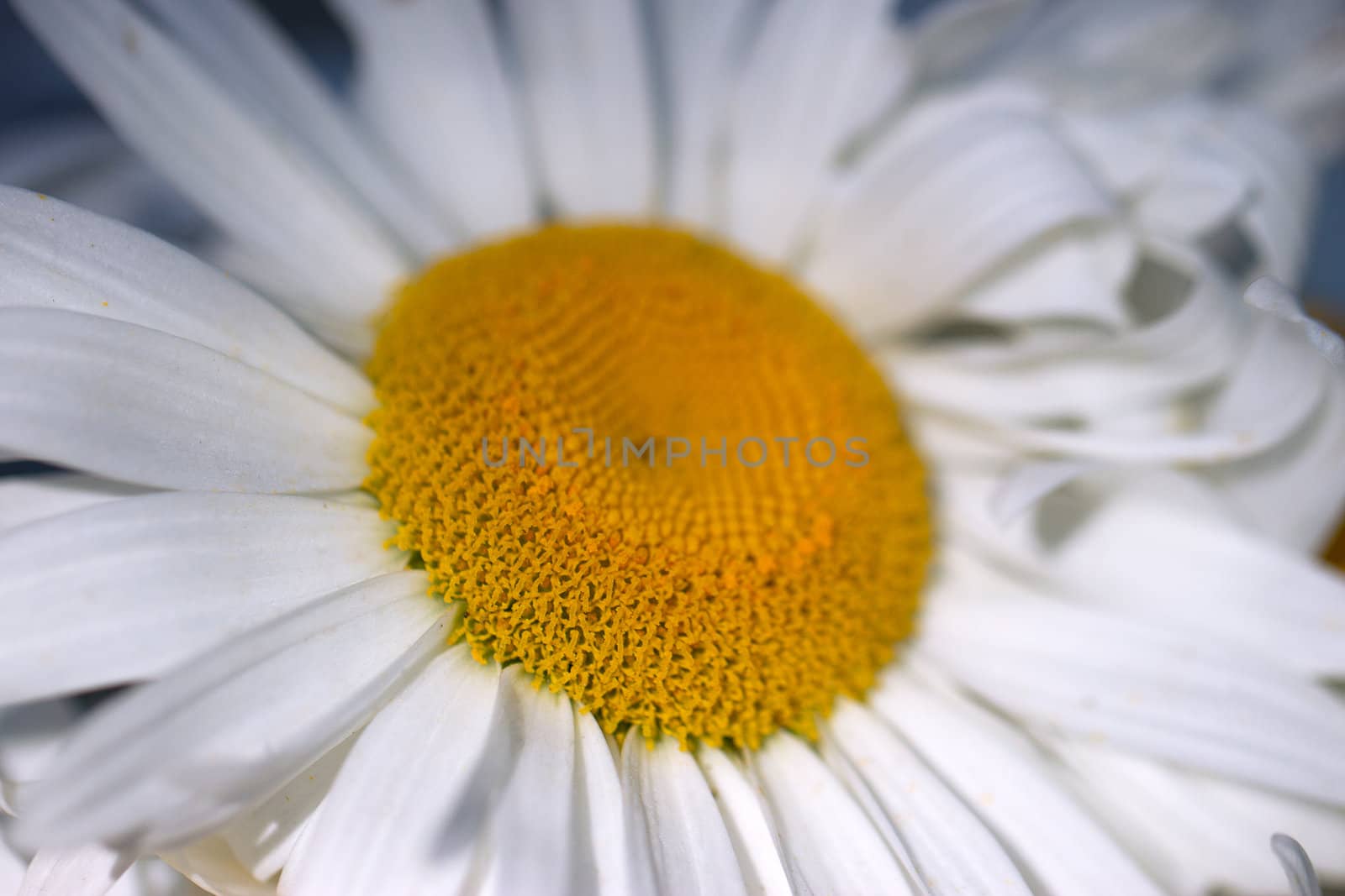 Large white camomile  close-up on blue background