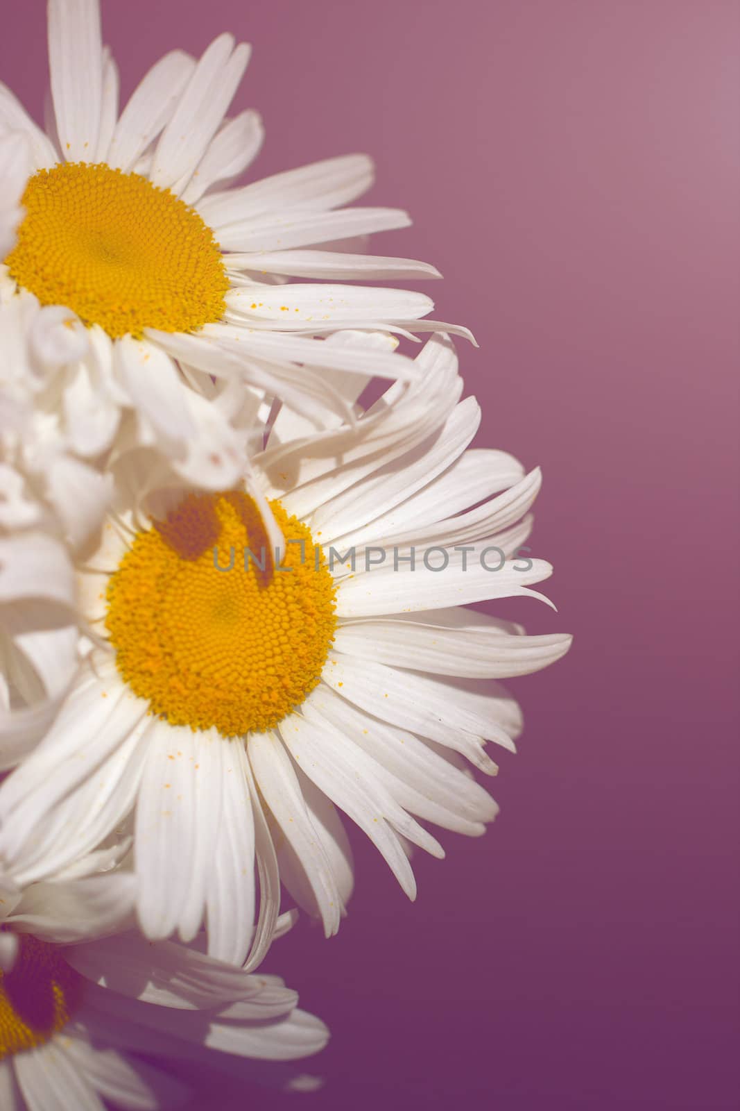 Large white camomile  close-up on blue background