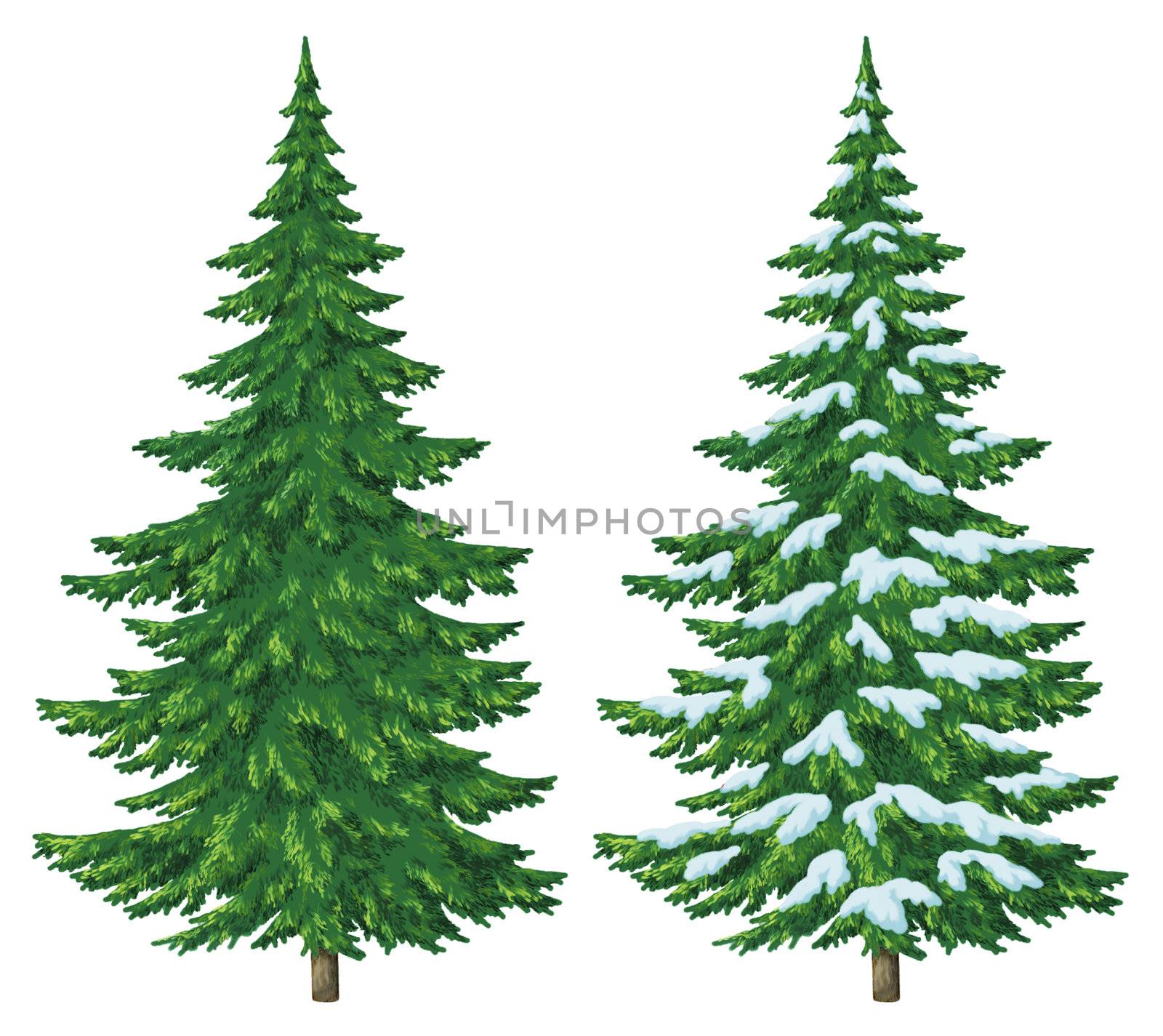 Fir trees, summer and winter with snow, Christmas decoration, isolated on white background