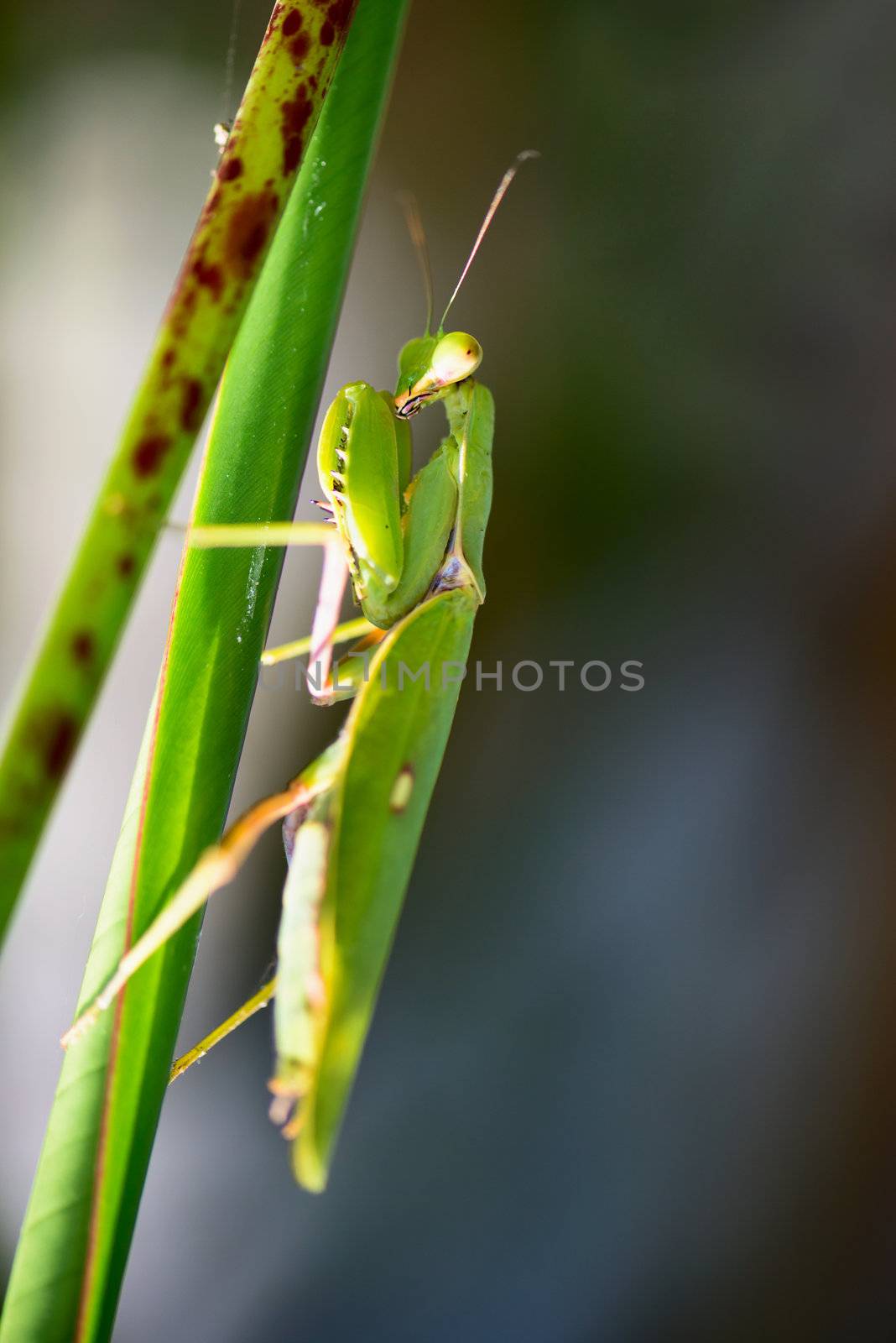 Mantis in green leaves, selective focus on predator's eyes