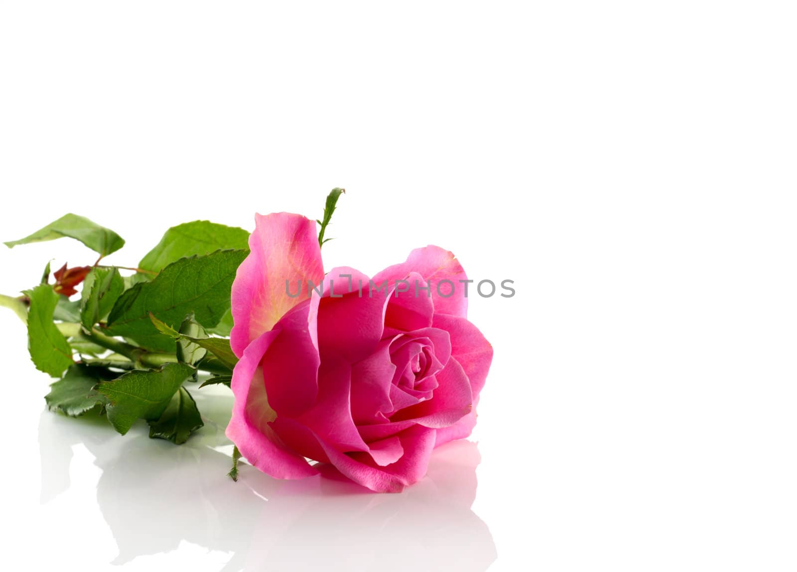 pink rose isolated on wite