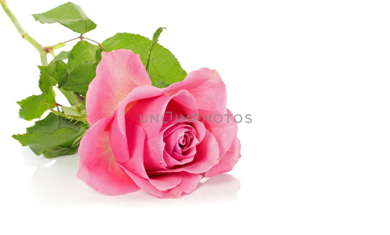 pink rose and green leaves isolated on white