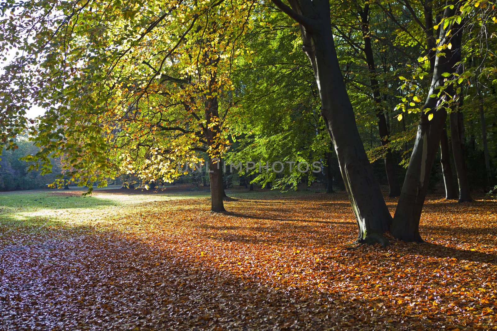 The beautiful Tiergarten in Berlin, Germany.