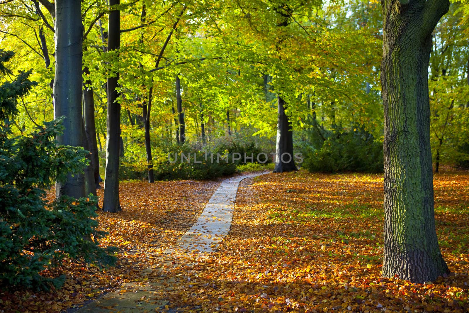 The beautiful Tiergarten in Berlin, Germany.