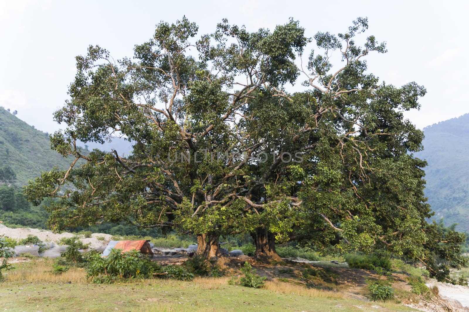 huge tree with small tent by gewoldi