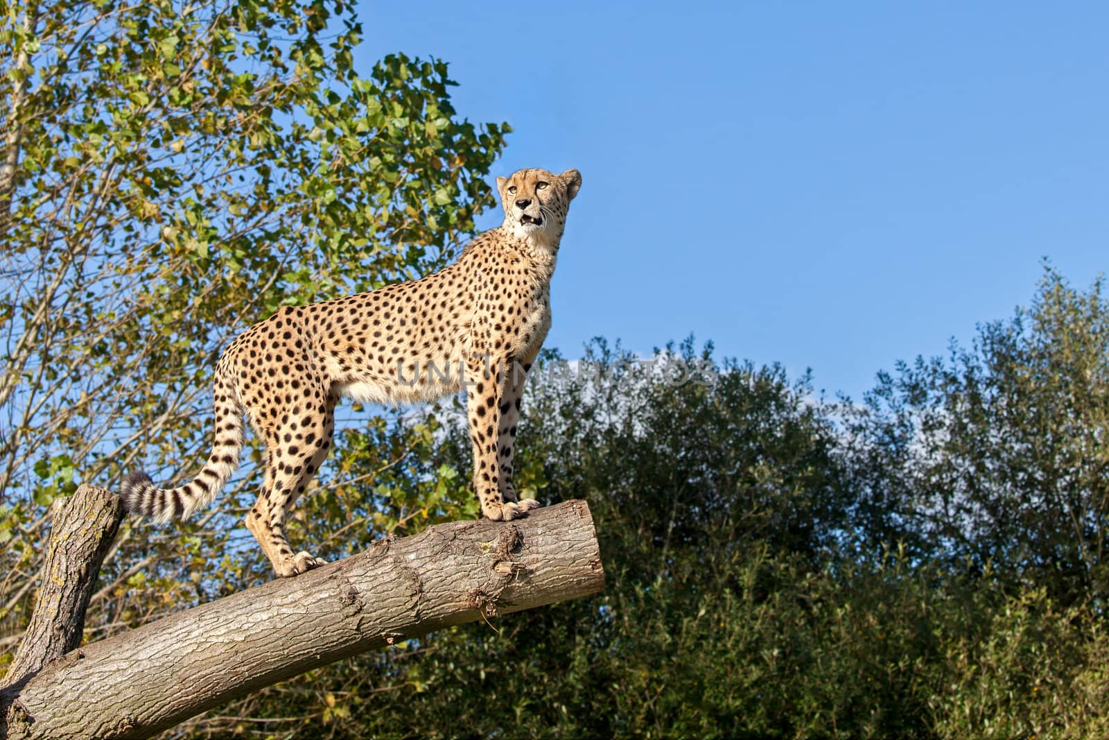 Cheetah Standing on Tree Branch with Copy Space Acinonyx Jubatus