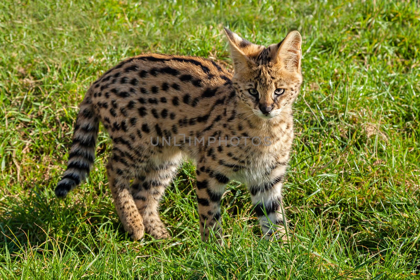 Cute Serval Kitten Standing on Grass by scheriton
