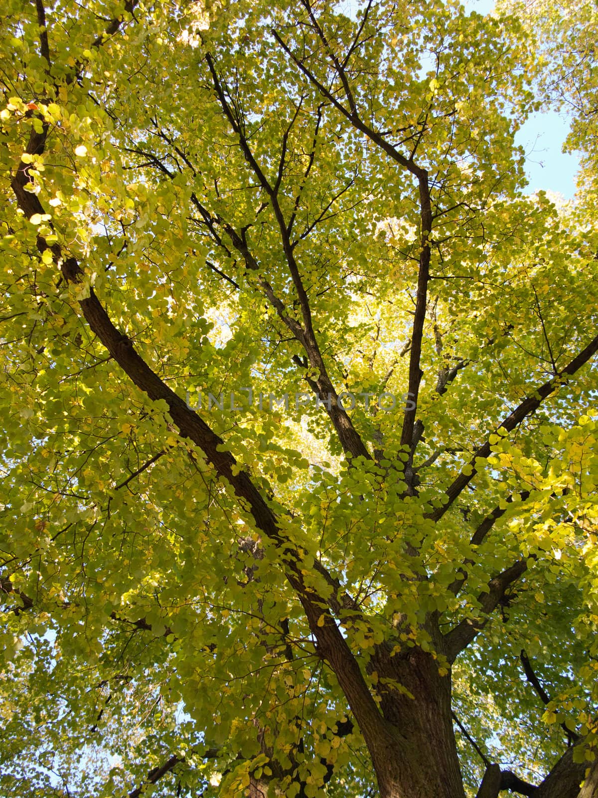 Abstract shot - tree from bellow