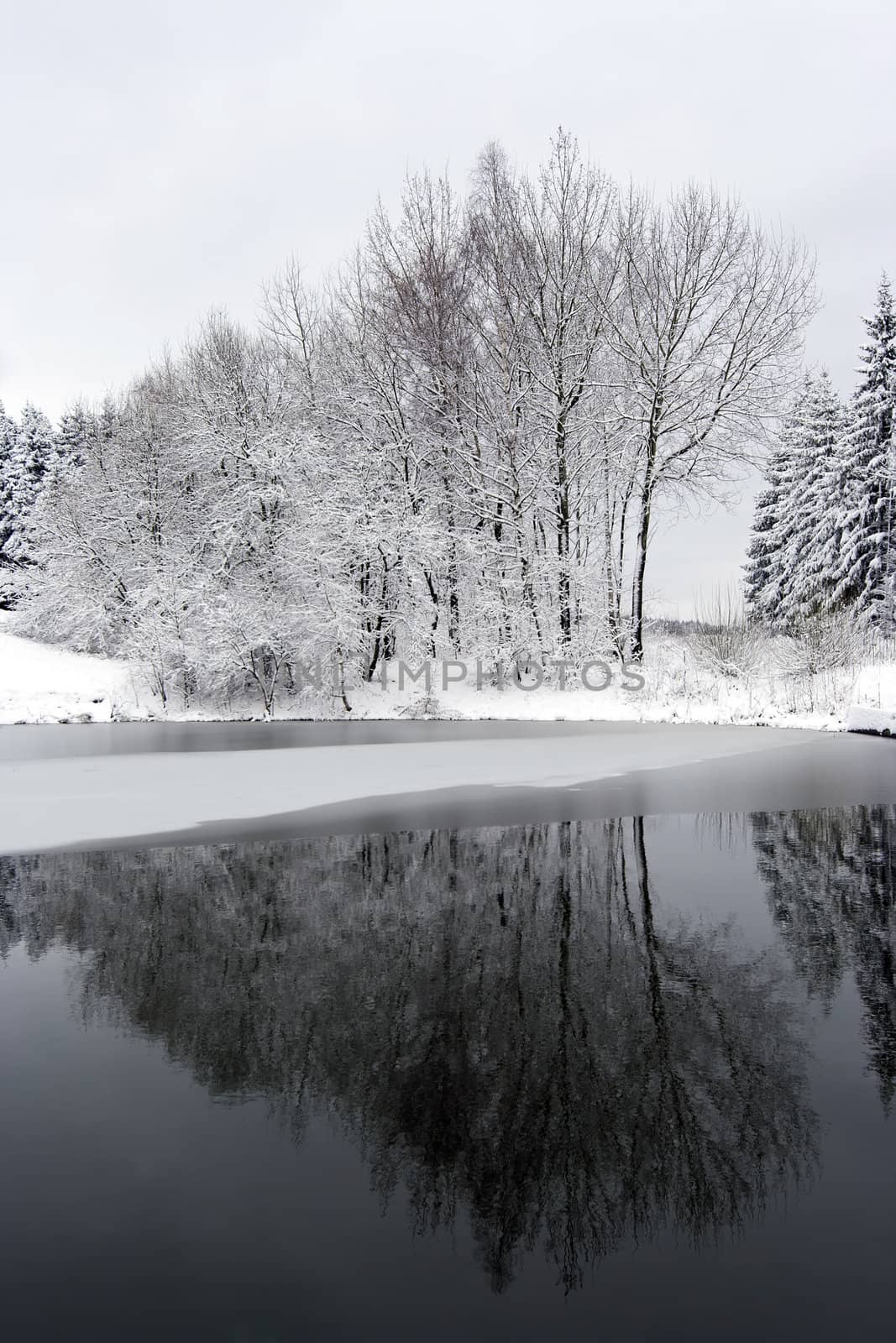 Shot of the solitary trees in winter landscape