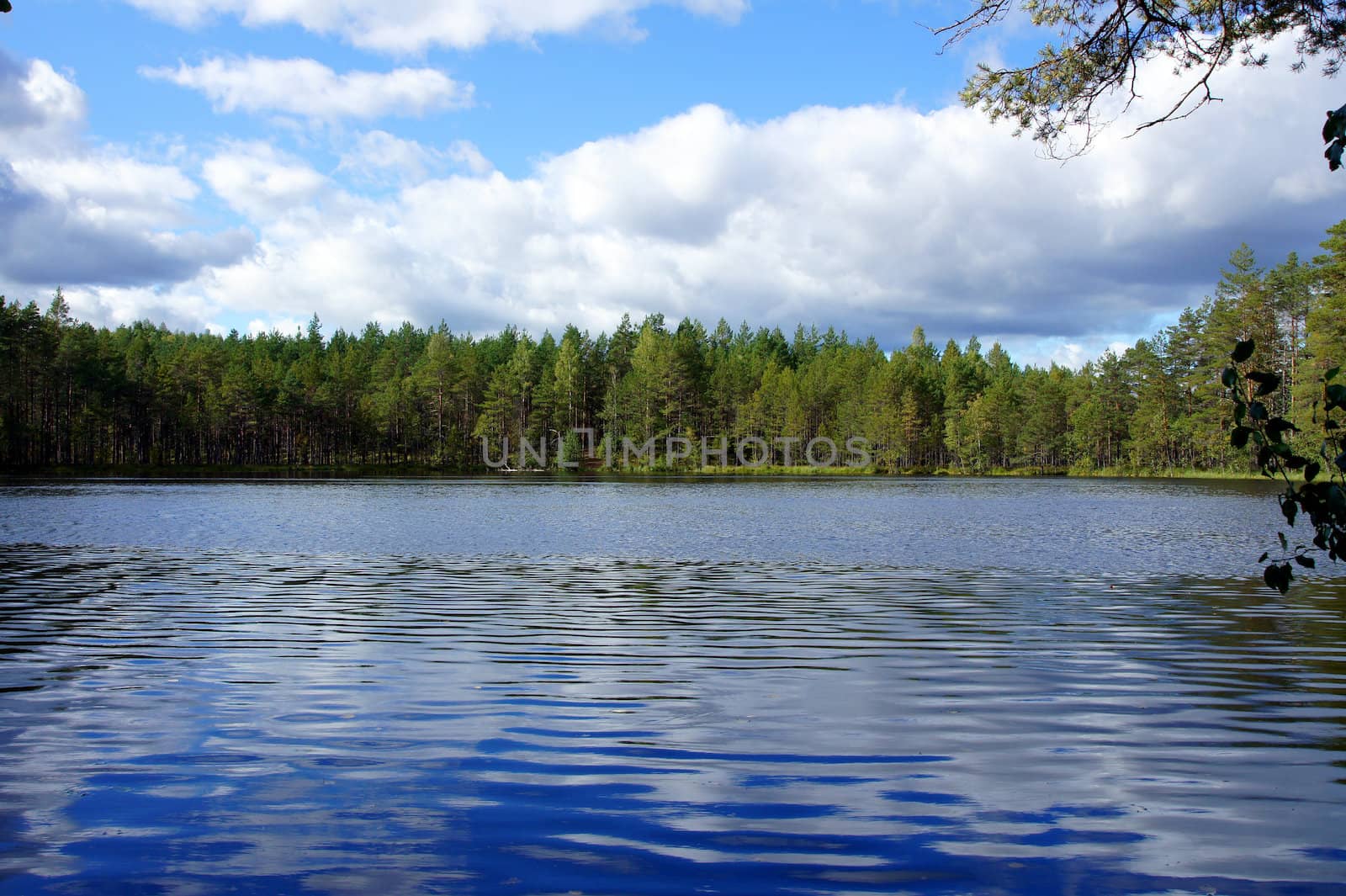 Lake and trees on a background of the blue sky