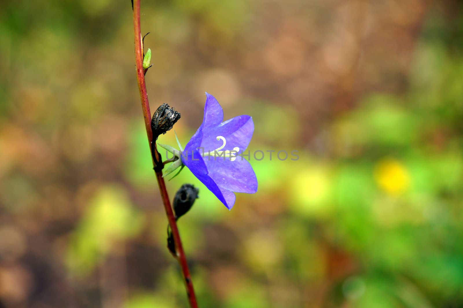 Blue flower on a green background