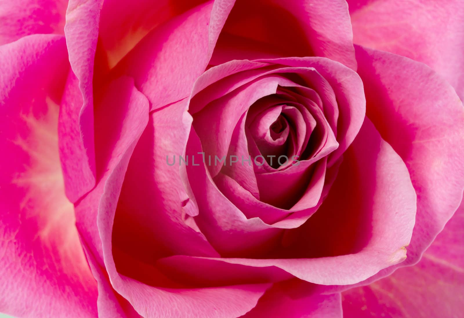 pink rose in detail macro