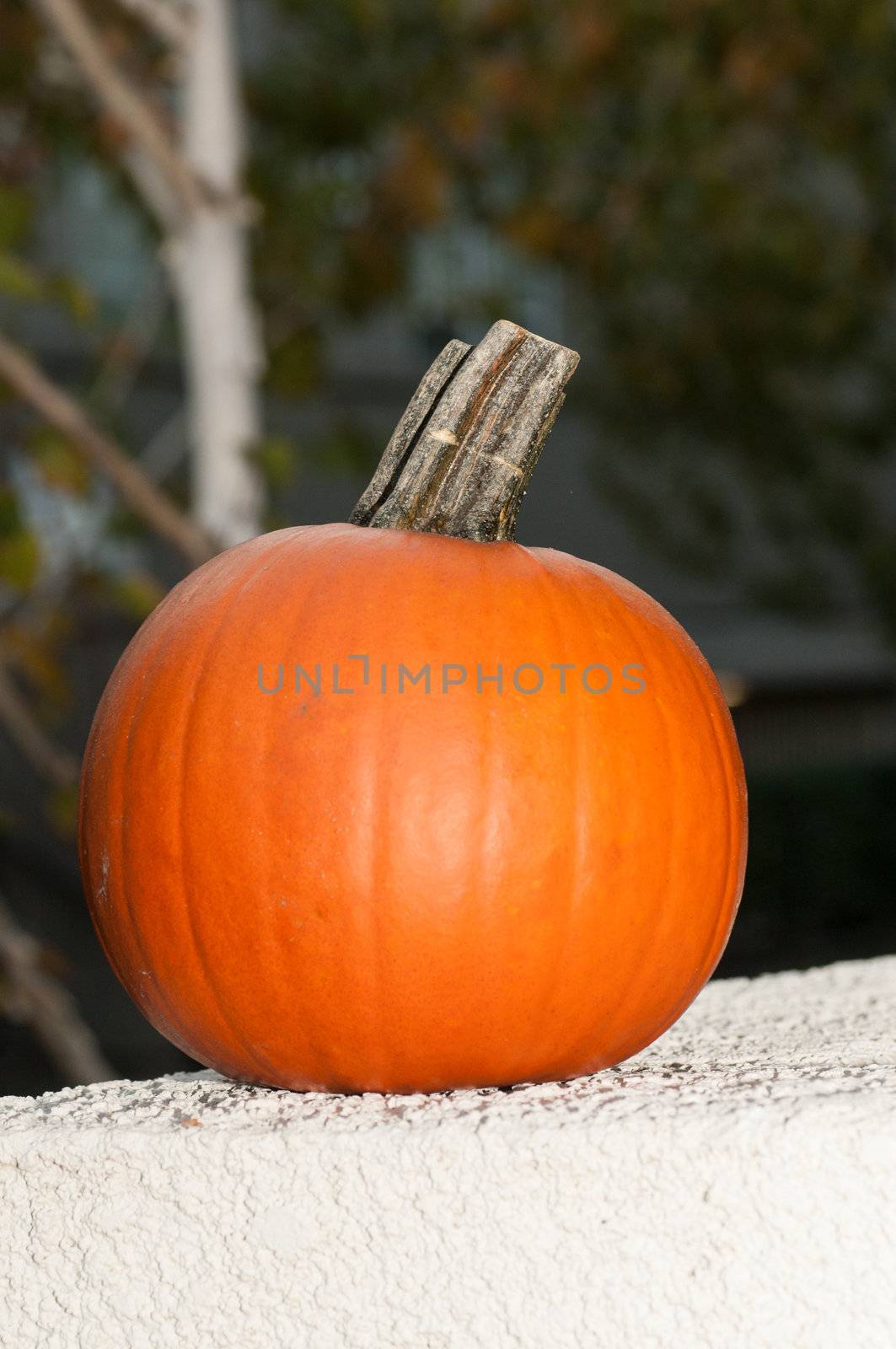 a freshly harvested pumpkin ready for carving at a house