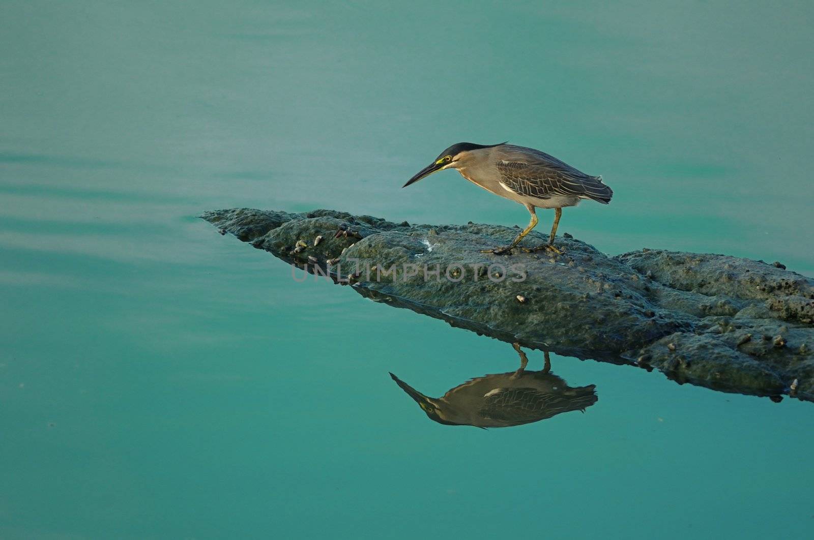 Little Green Heron in his natural habitat