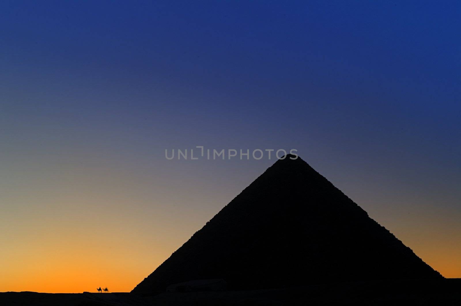 A row of camels transport tourists in front of all of the Giza Pyramids in Cairo, Egypt