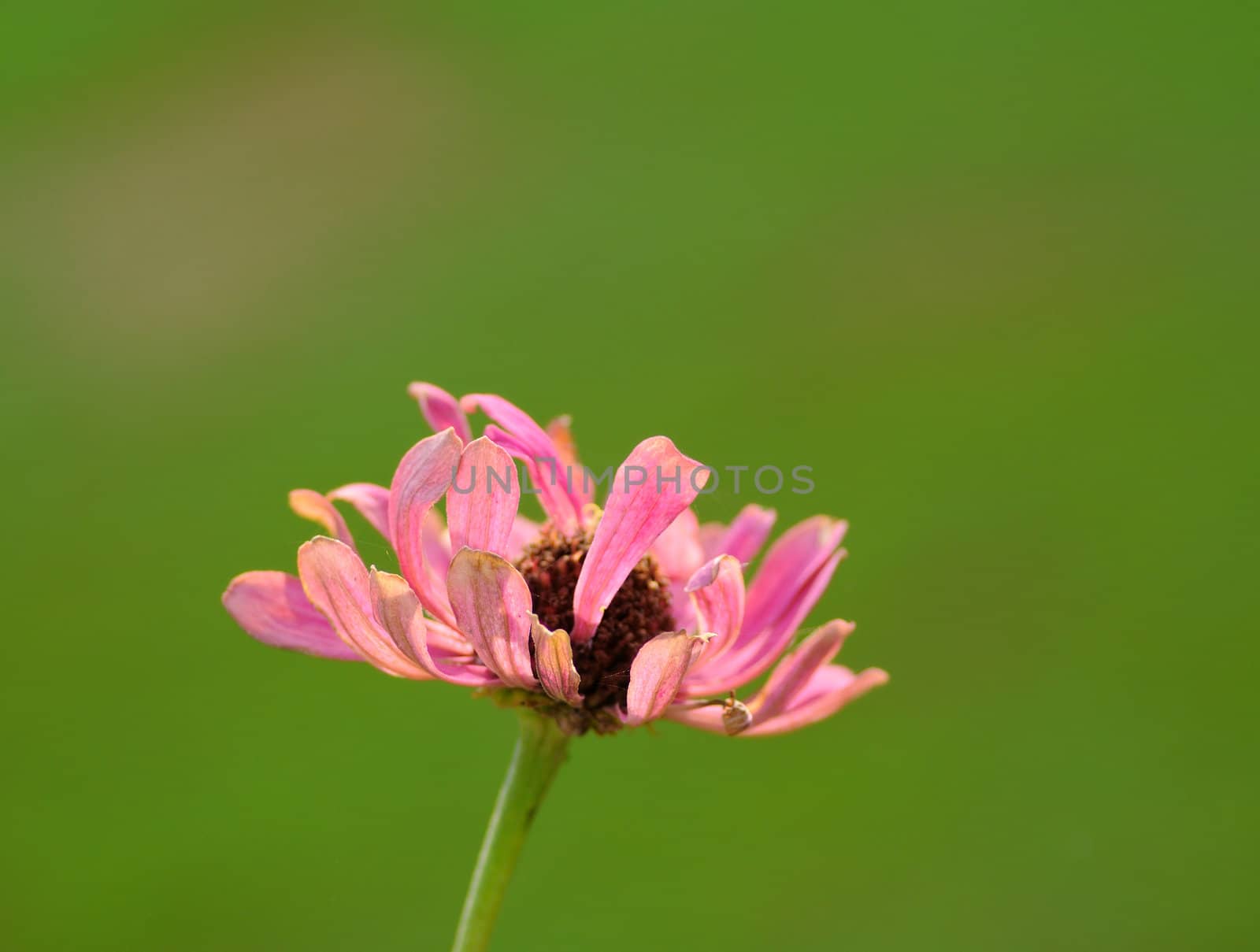 Flowers marking the arrival of the spring season