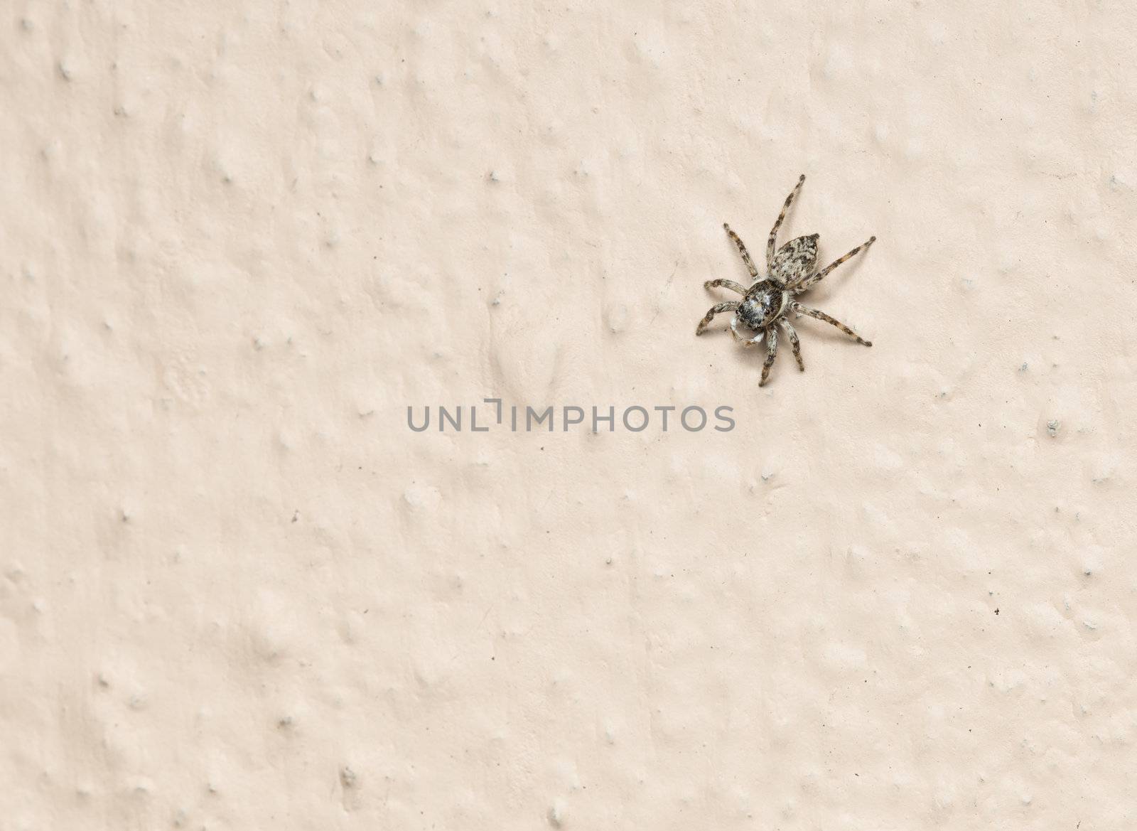 A cautious jumping spider on the wall