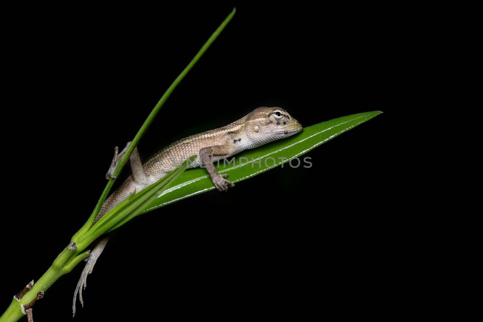 A juvenile indian garden lizard feeling very cozy