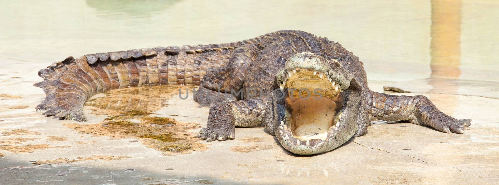 crocodile with open mouth resting in water