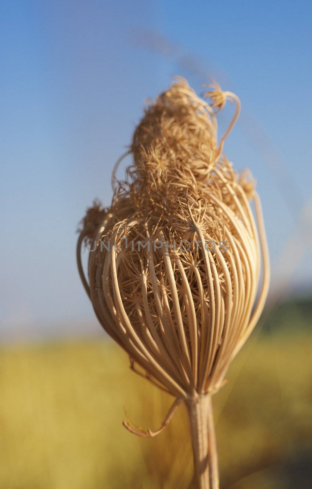 Close up of a dried flower in a field, with blurred background