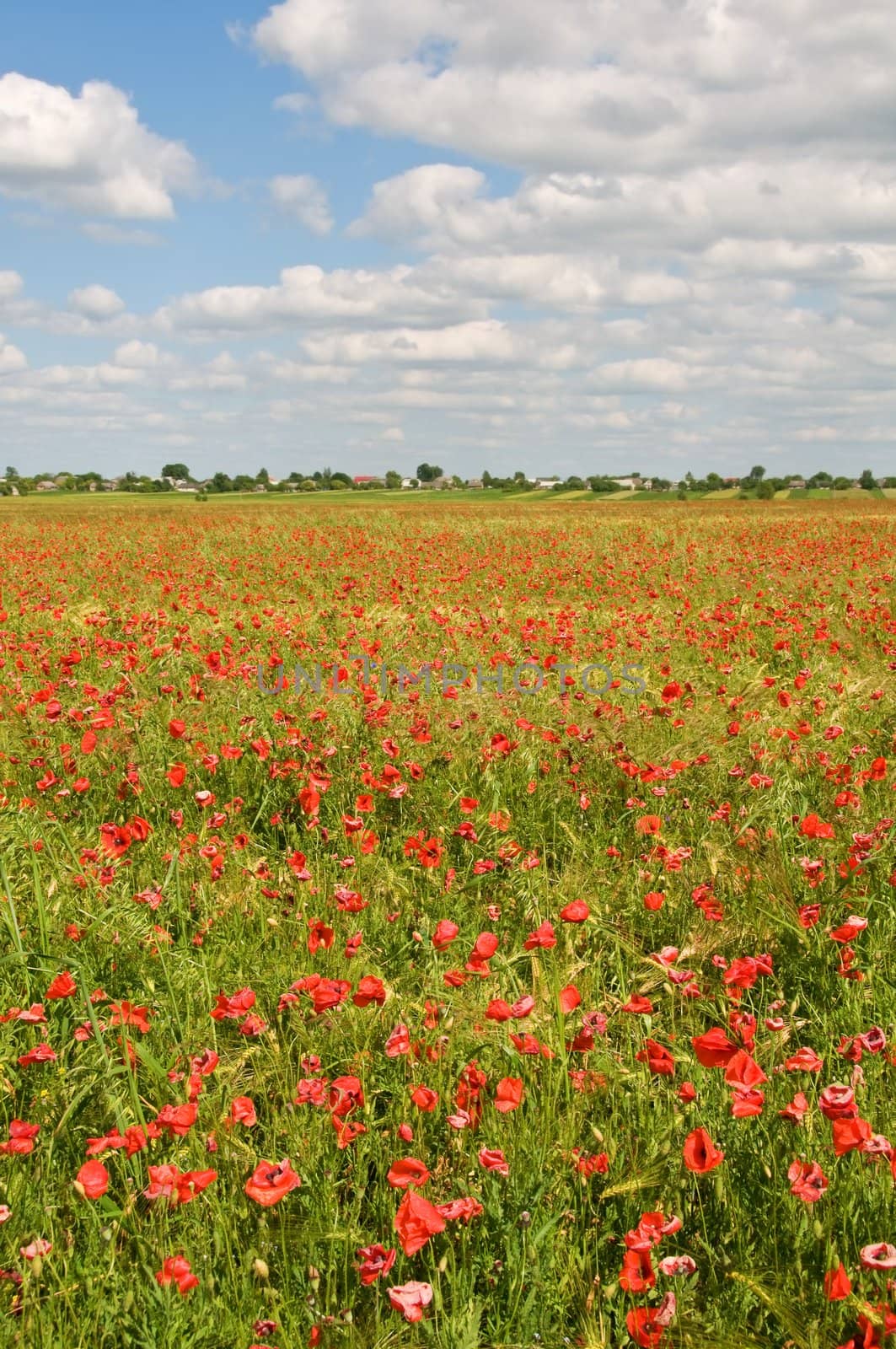 Red poppies in rural field with a village on background