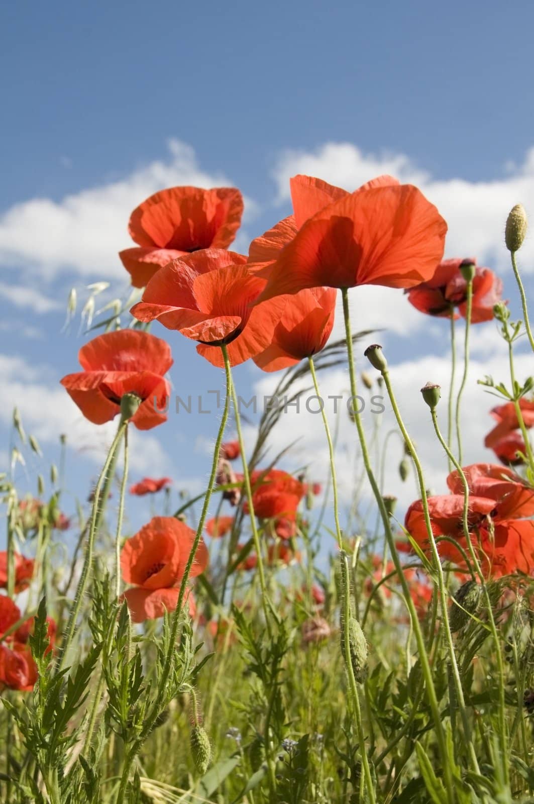 Poppies in fields of crops with cloudy sky