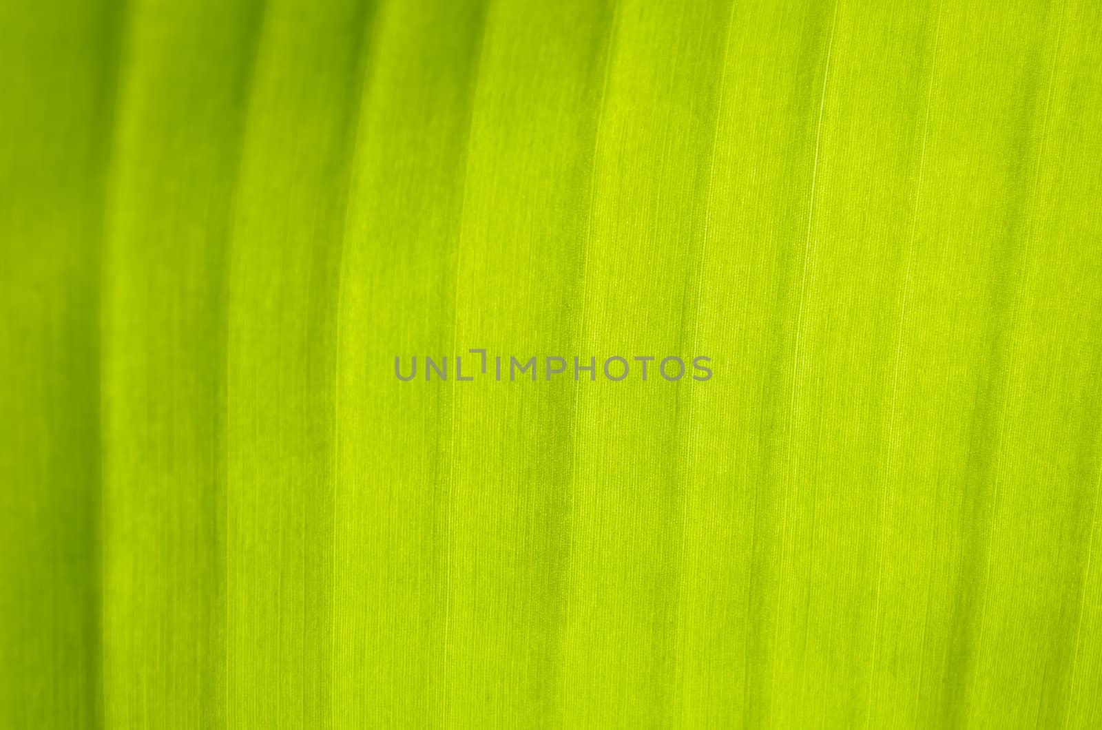 Texture of backlit banana leaf in a banana plantation