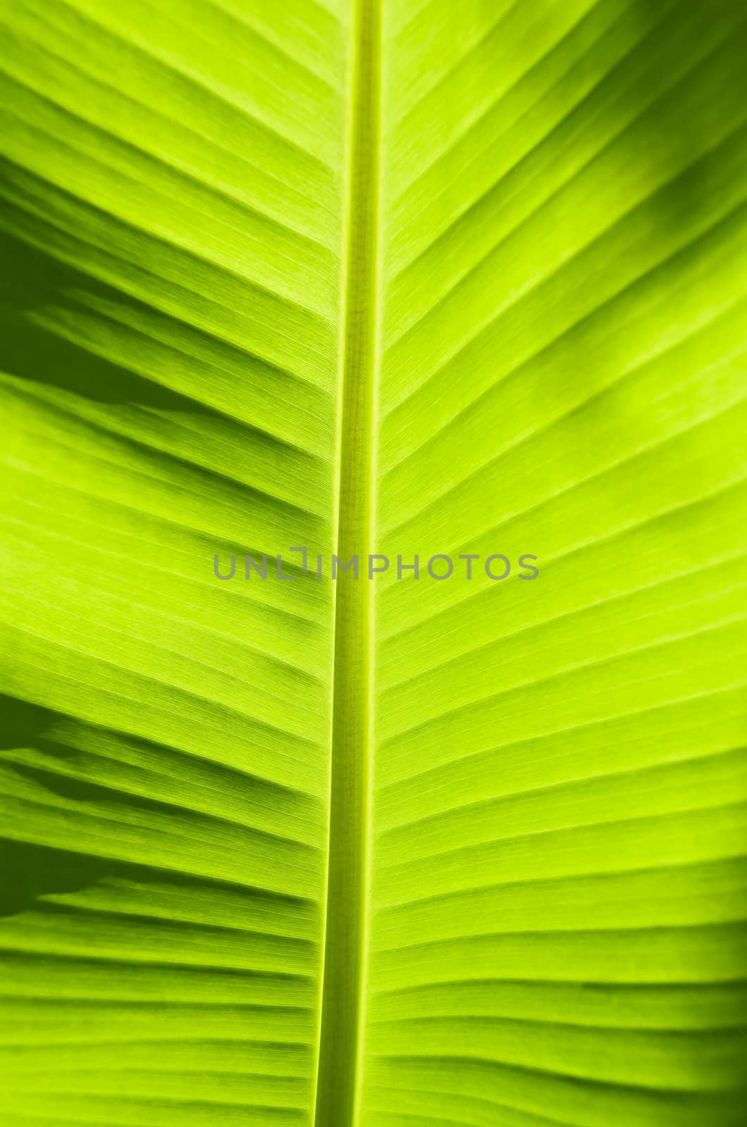 Fill frame texture of backlit banana leaf