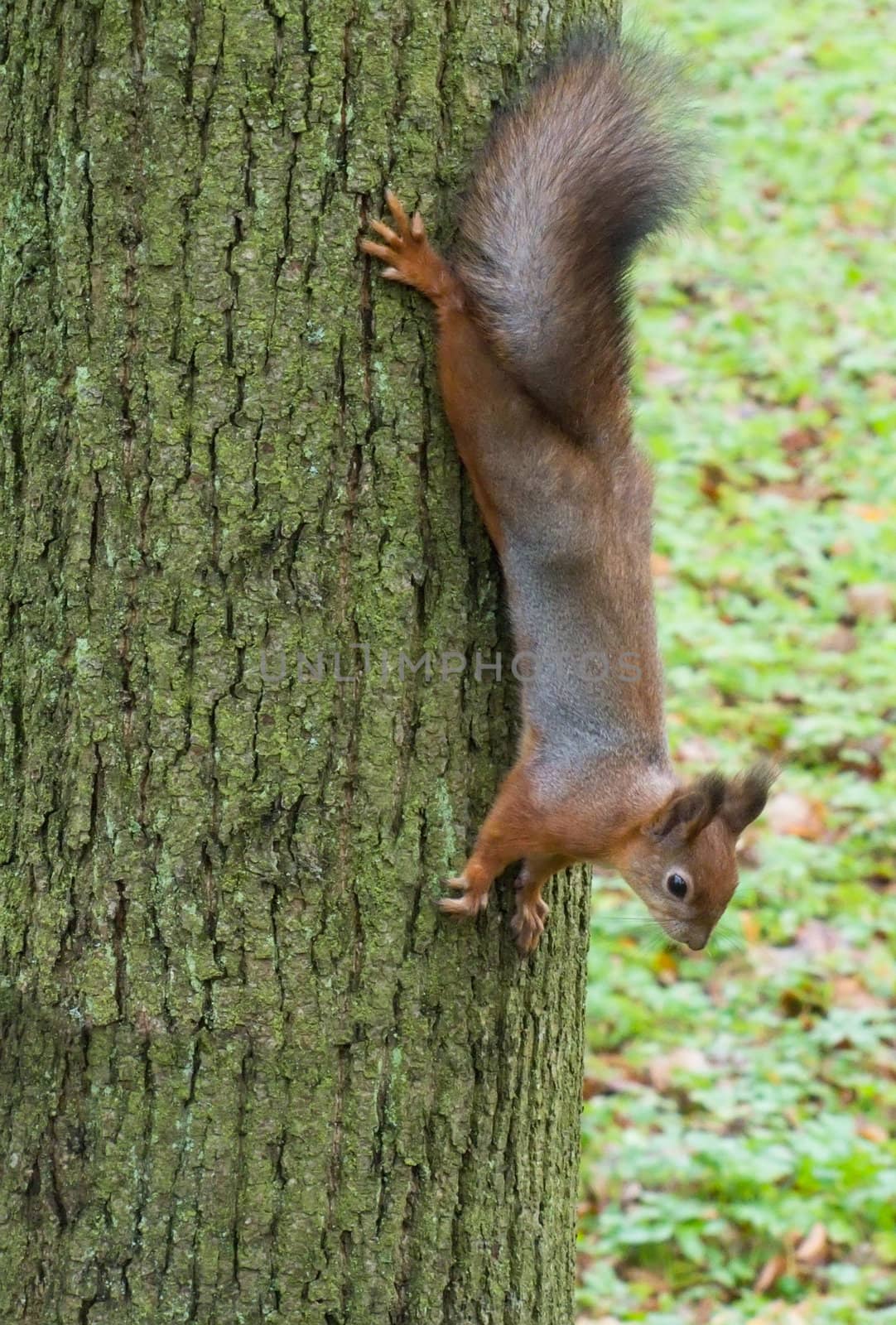 squirrel sits on a tree looking warily at the camera