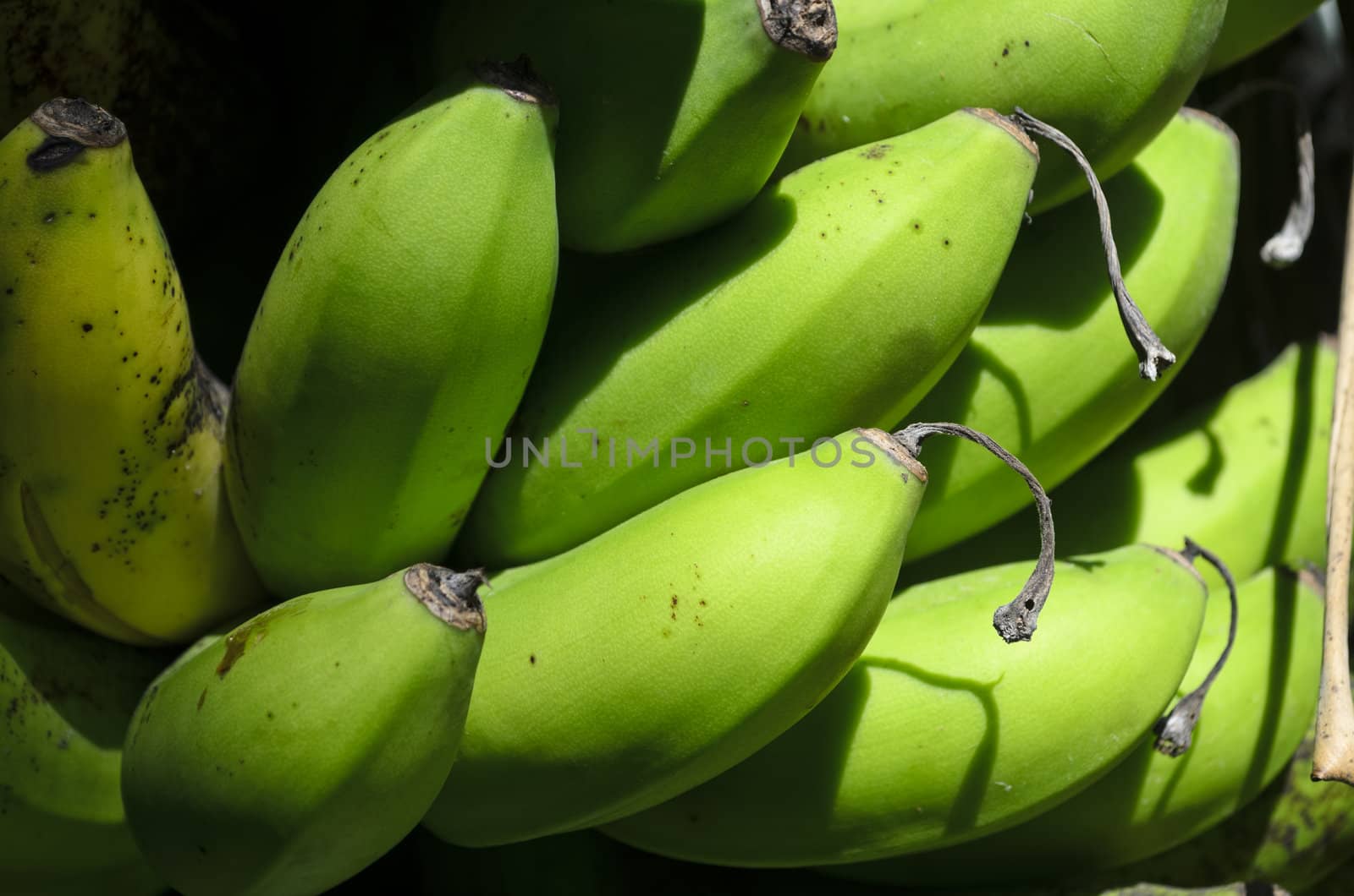 Close-up of unripened banana fruits on tree