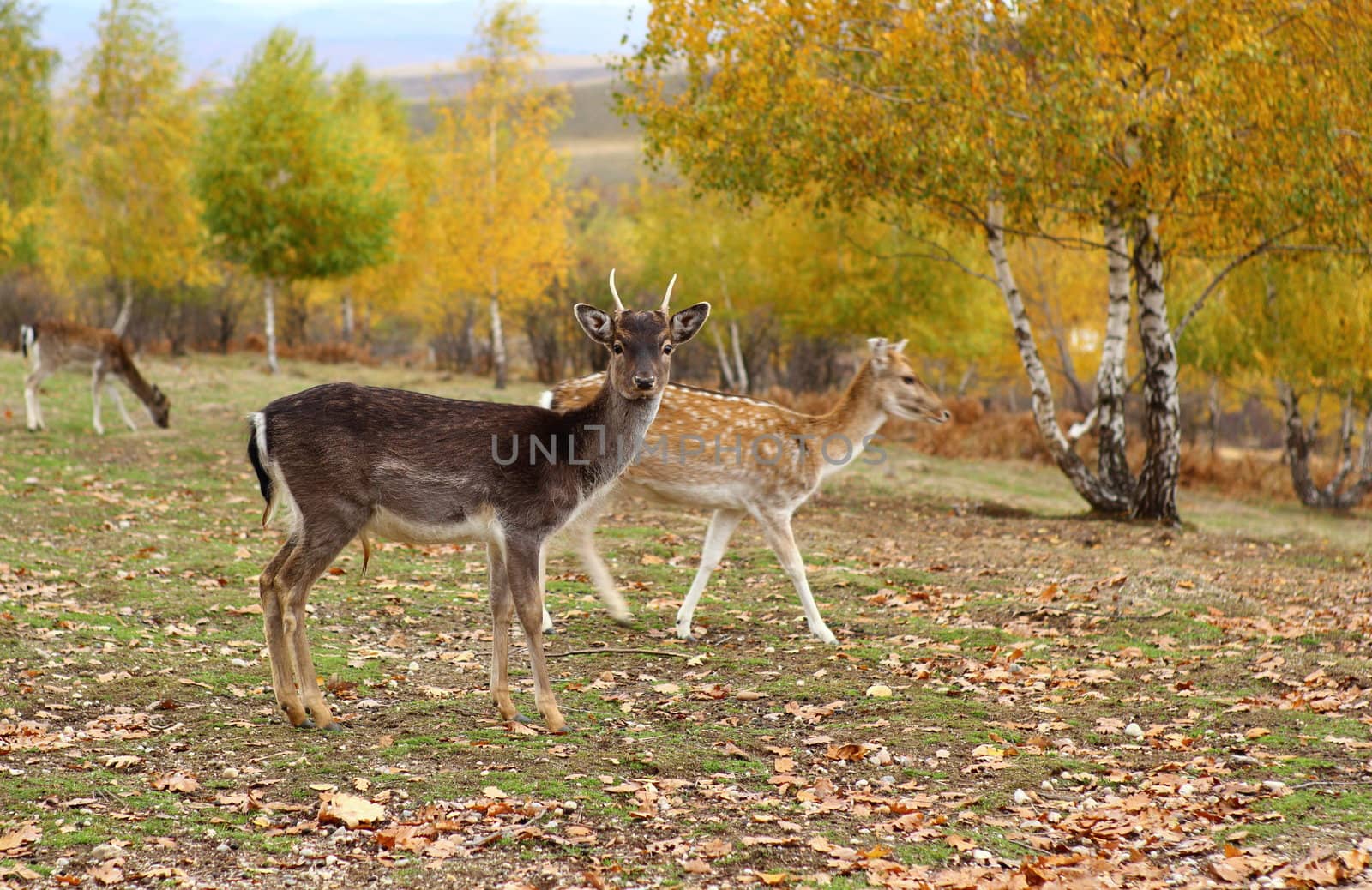 fallow deer young buck ( dama dama ) with little antlers in a beautiful autumn forest