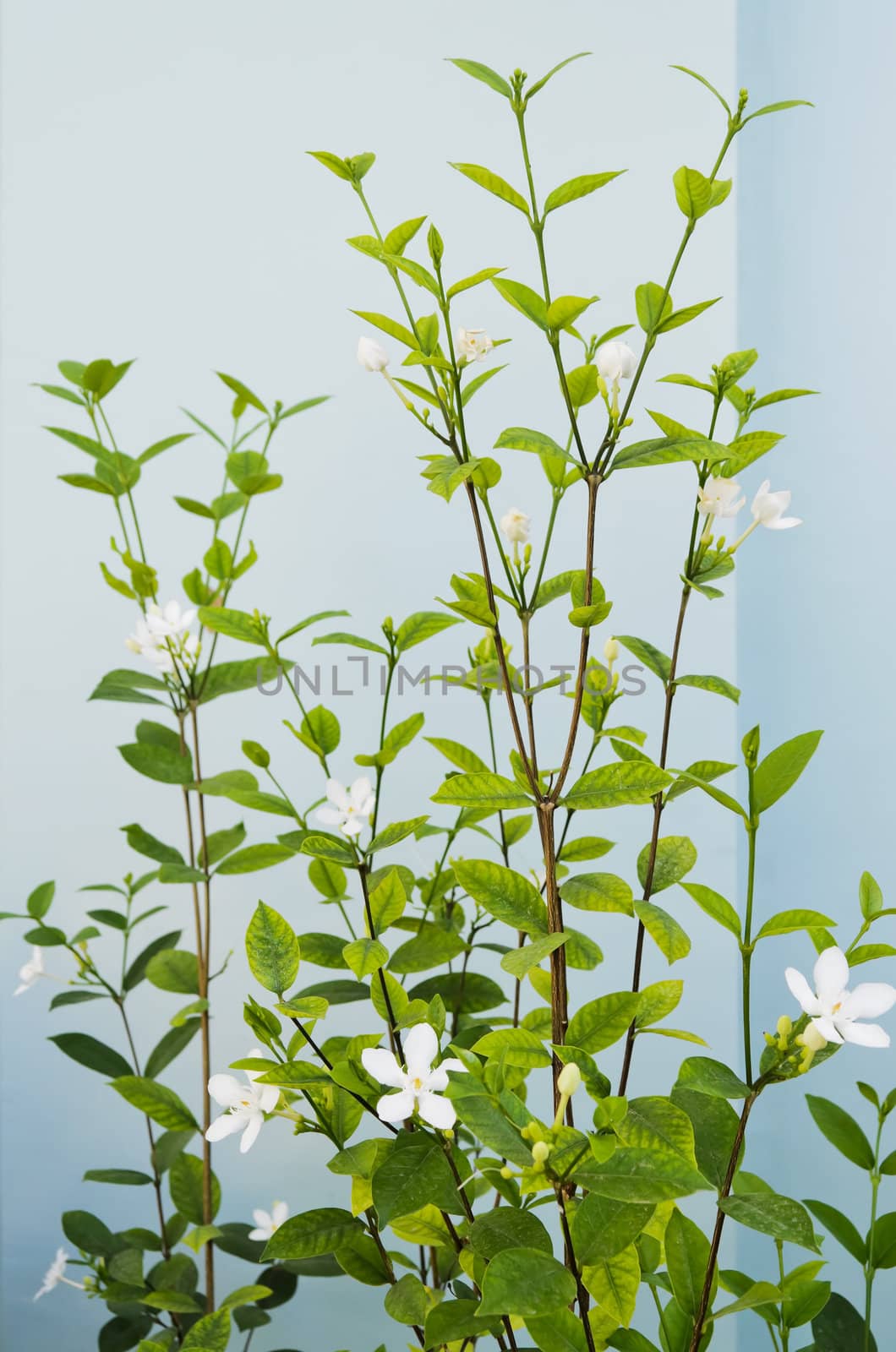 Plant blooming with small white flowers against wall