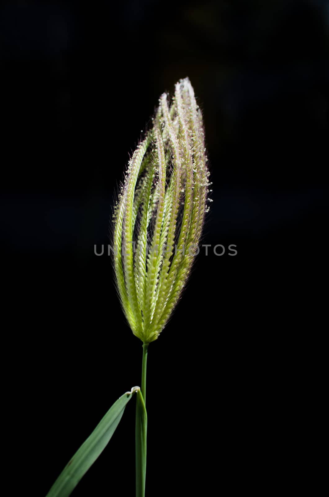 Fresh green grass shot against black background