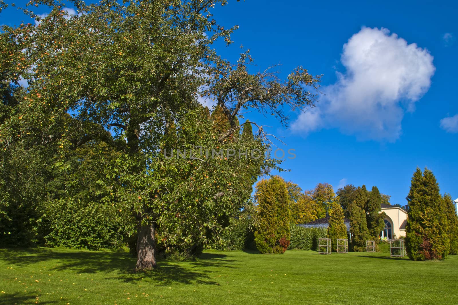 picture shows a part of the garden of red mansion in halden with a huge apple tree in the foreground and various shrubs and trees in the background picture is shot in october 2012.
