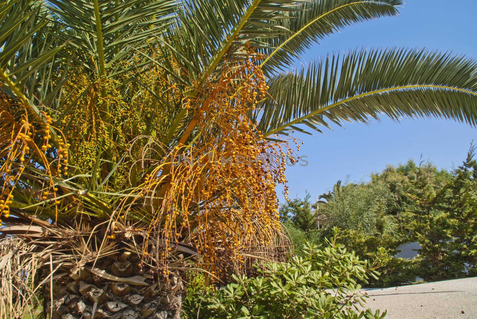 around the Hotel Sun Beach Resort in Ixia, Rhodes is it built a lot of great garden with different flowers, palms, shrubs and trees, image is shot when we vacationed in rhodes, autumn 2012