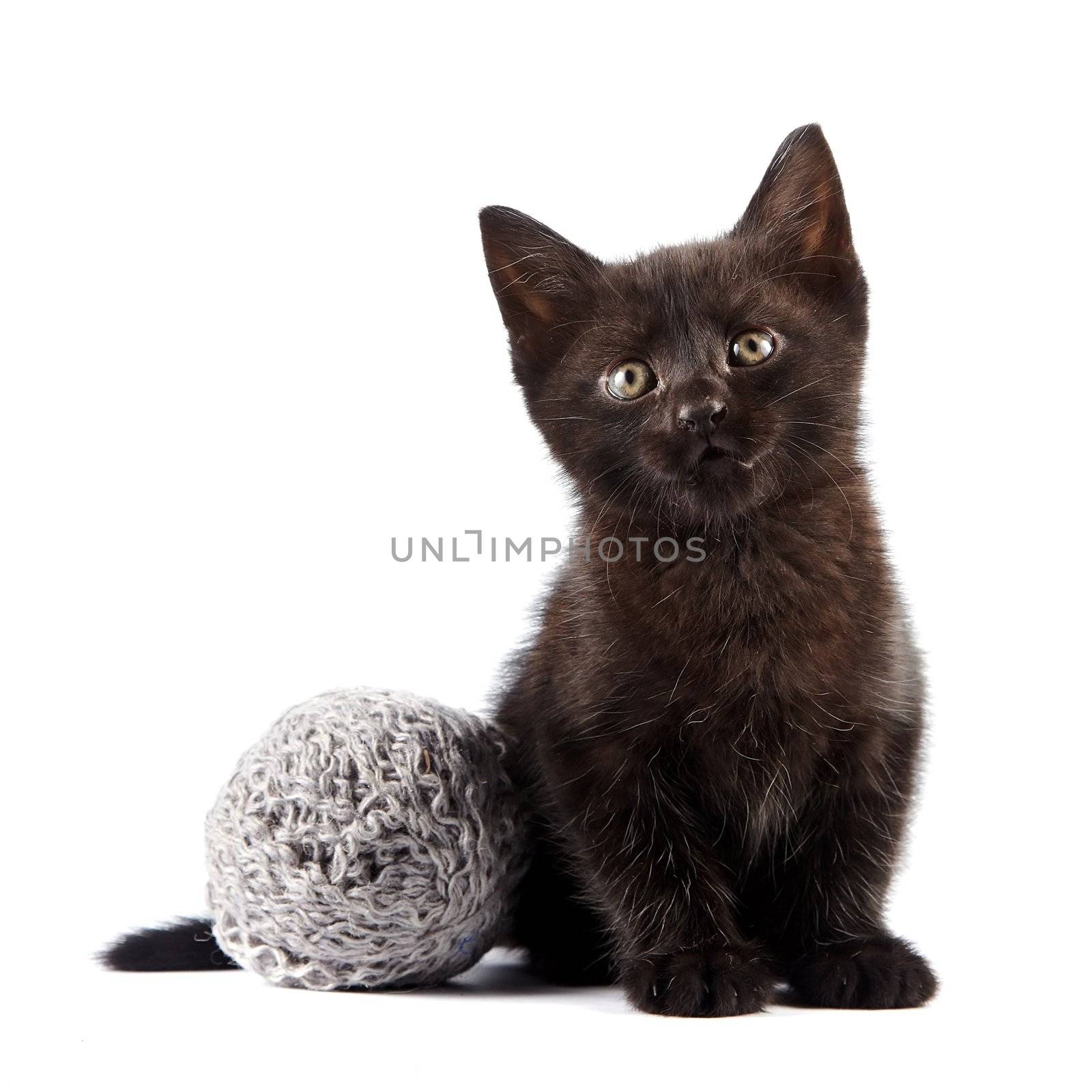 Black kitten with a woolen ball on a white background