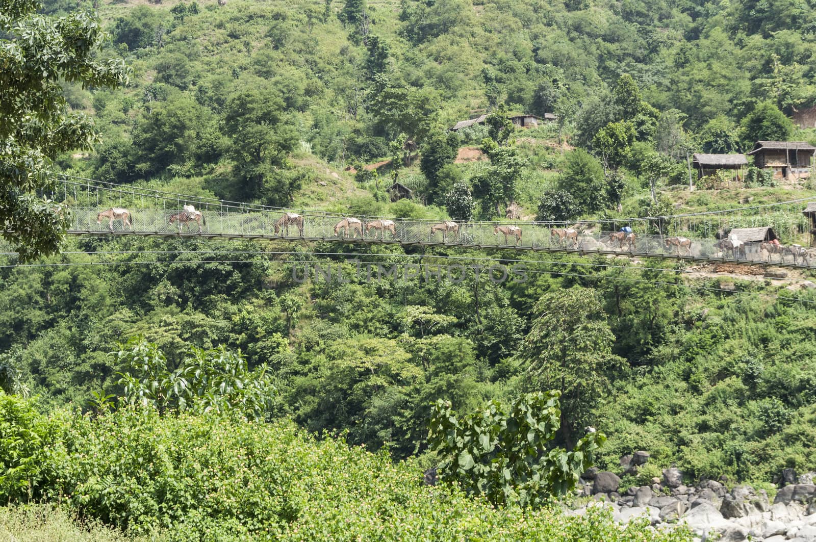 landscape with forest and bridge in nepal, asia