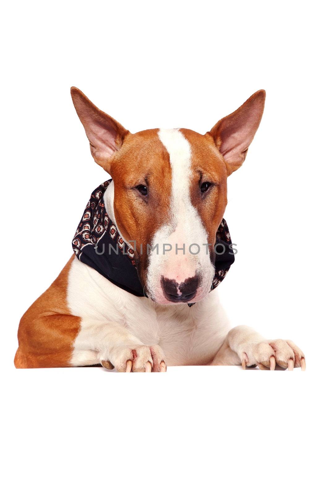 Portrait of a bull terrier on a white background