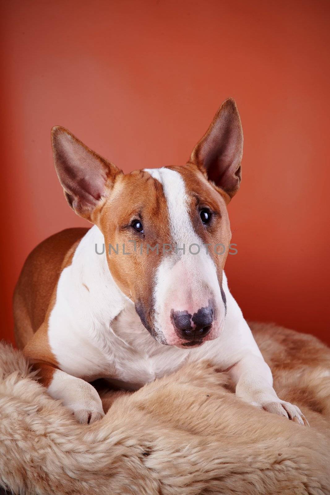 Portrait of a bull terrier on a red background