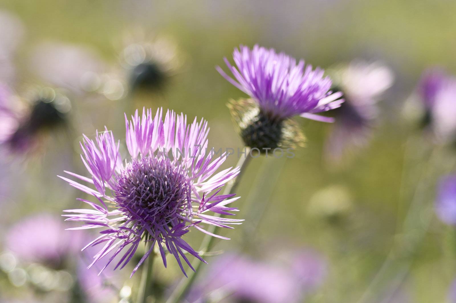 Close-up of Purple Milk Thistle flowers - Galactites tomentosa - in Alentejo, Portugal