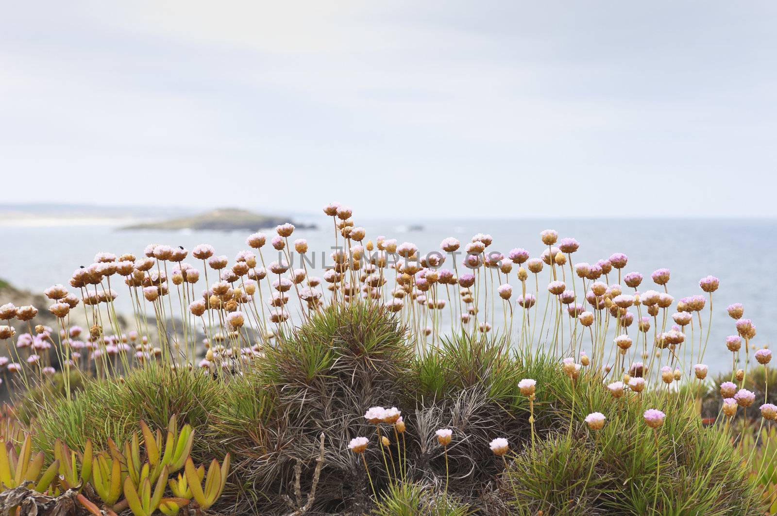 Spiny Thrift - Armeria pungens - in the portuguese coastline near Sines, Portugal