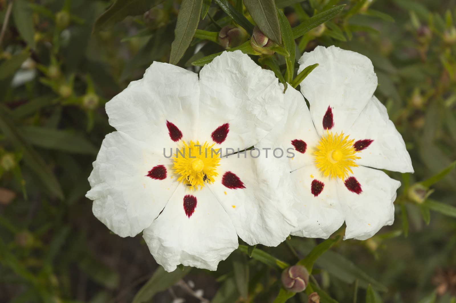 Gum rockrose - Cistus ladanifer - in the heath fields of Alentejo, Portugal