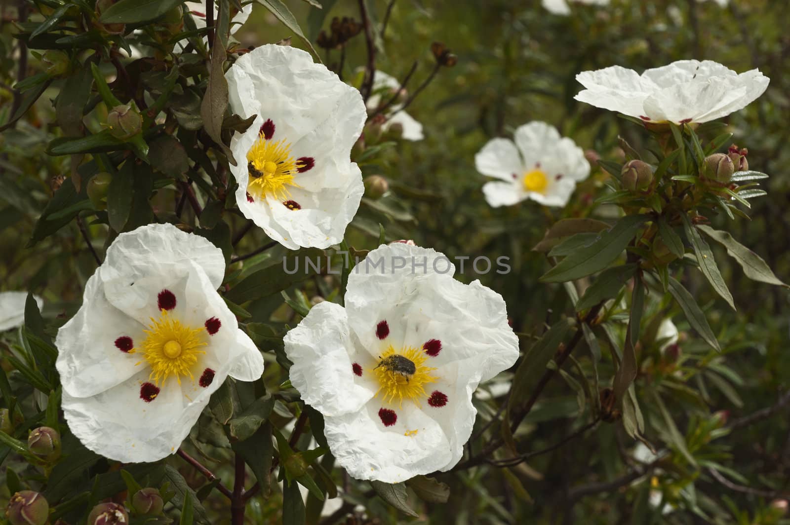 Gum rockrose - Cistus ladanifer - in the heath fields of Alentejo, Portugal