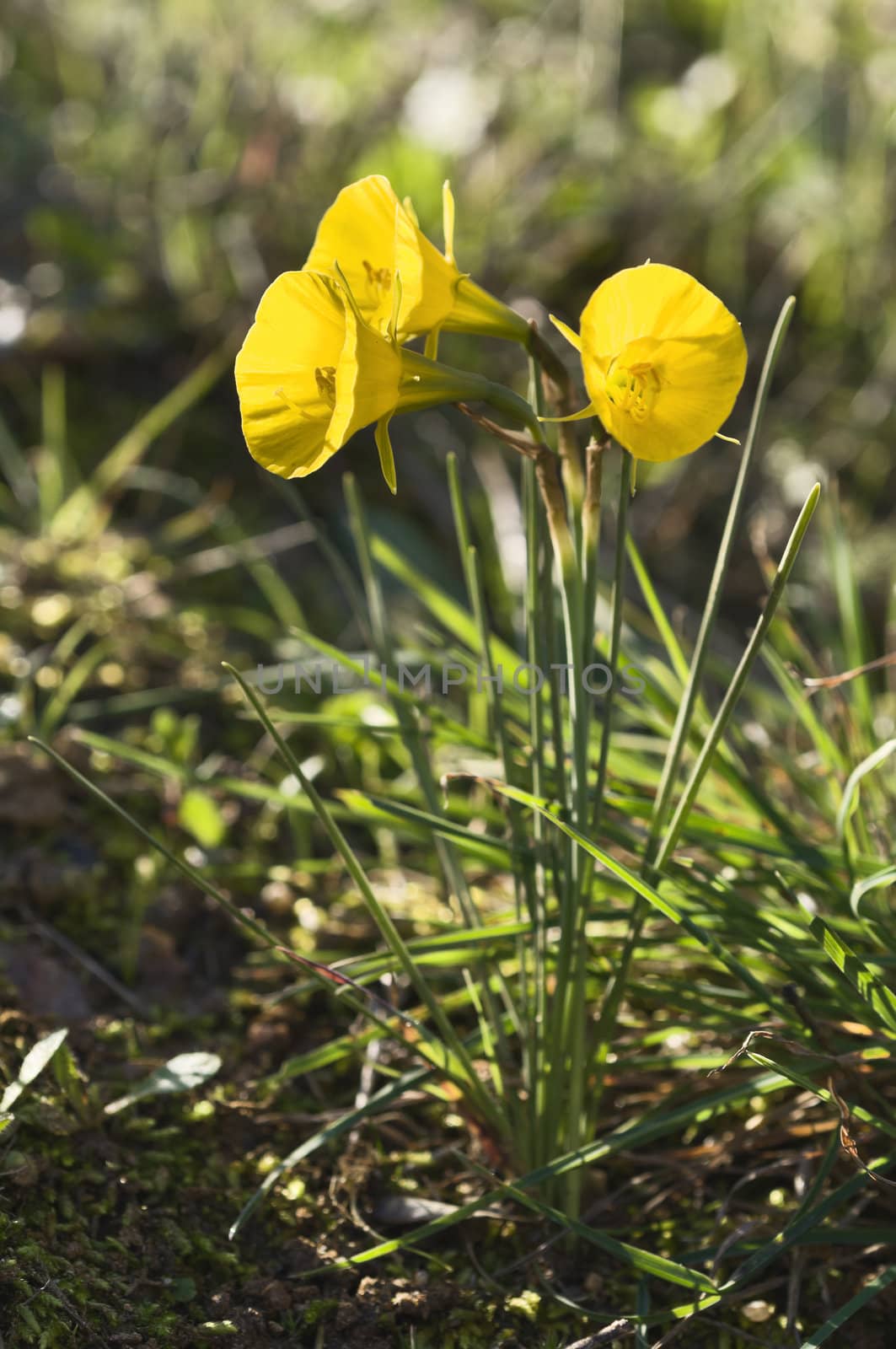 Hoop petticoat daffodil- Narcissus bulbocodium subspecie bulbocodium - in Alentejo, Portugal