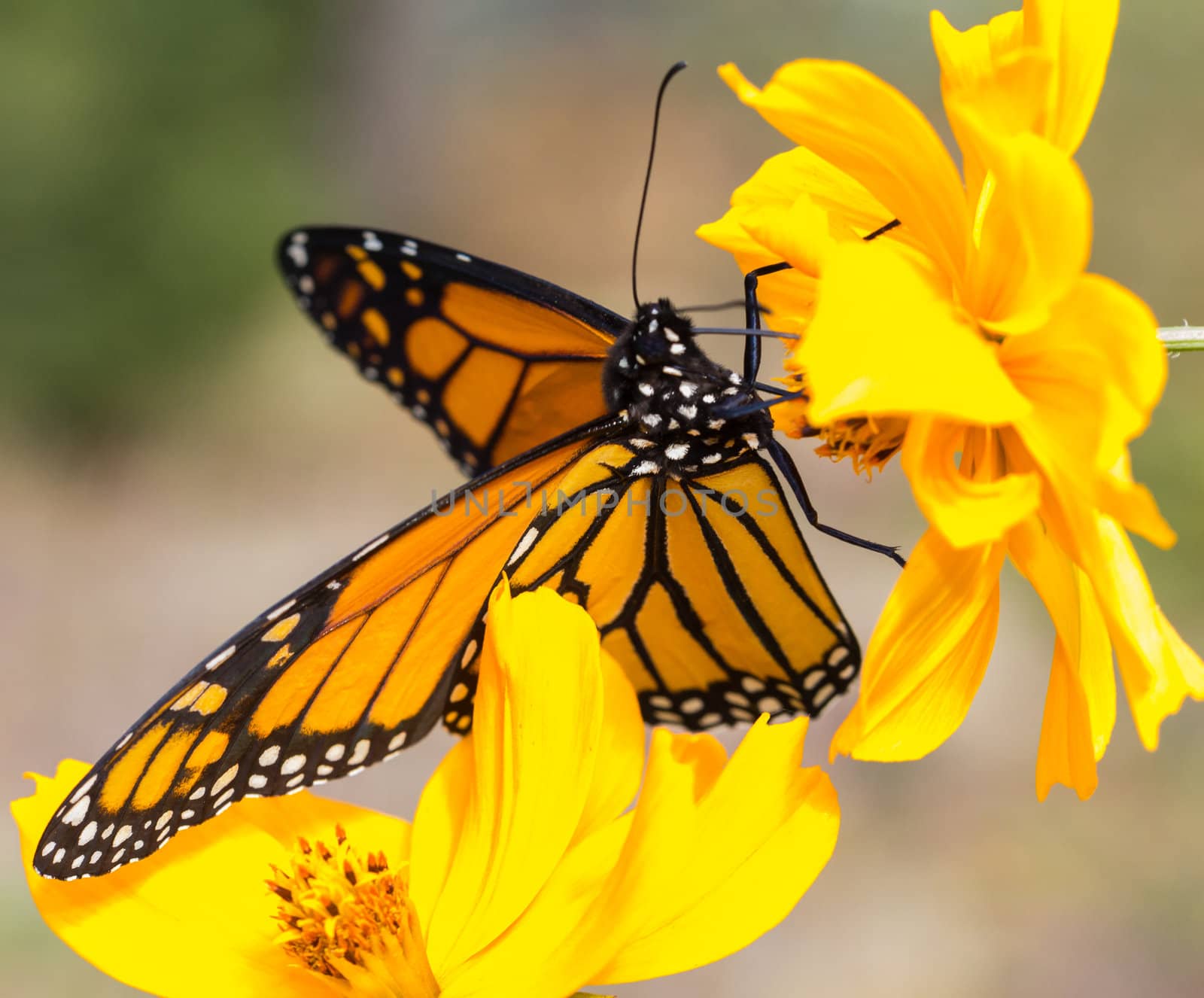Migrating Monarch Butterlies in Autumn by wolterk