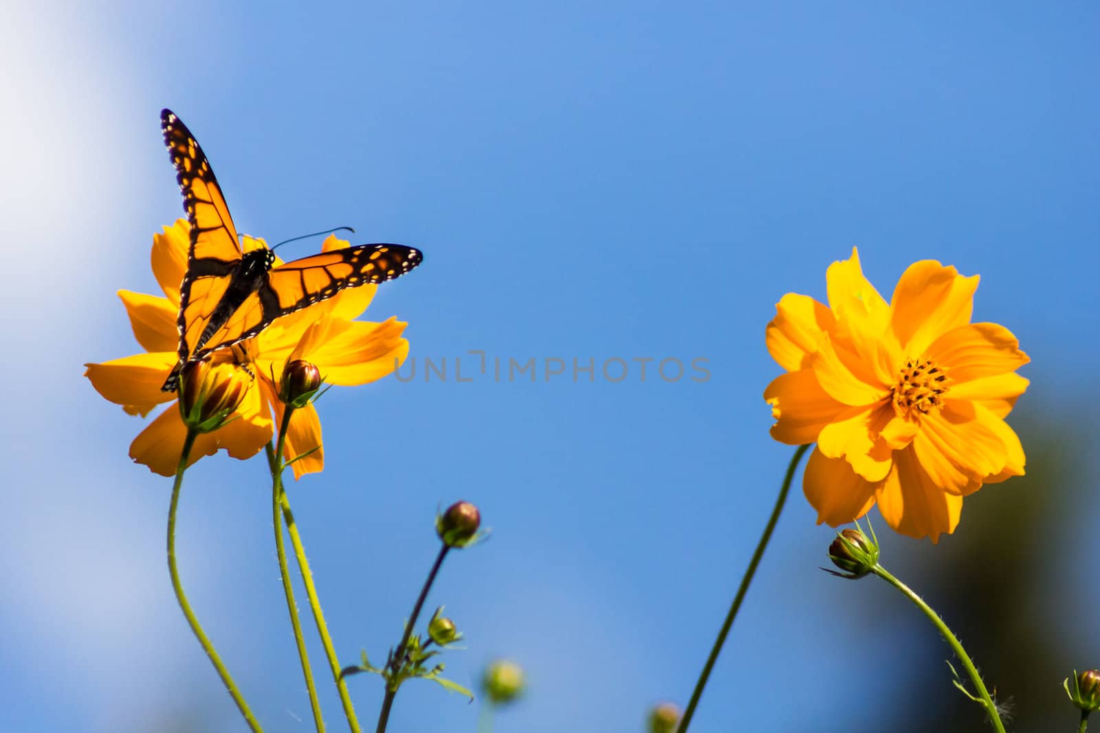 Migrating Monarch Butterlies in Autumn by wolterk