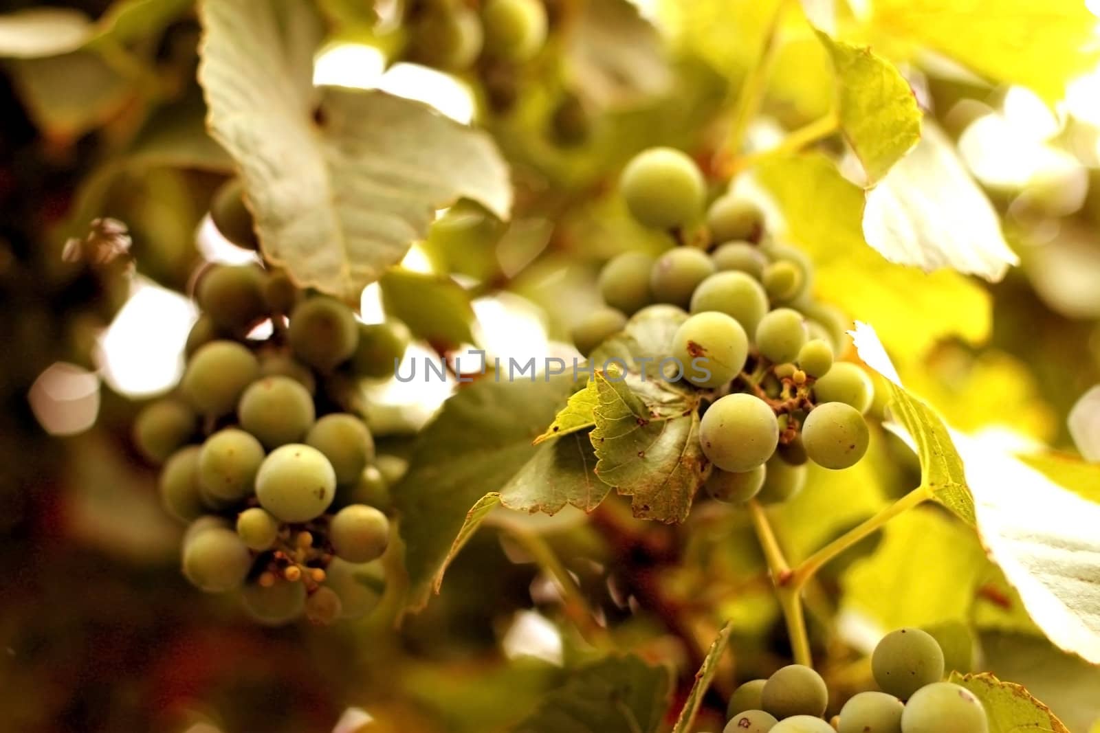 White wine grape hanging on a branch