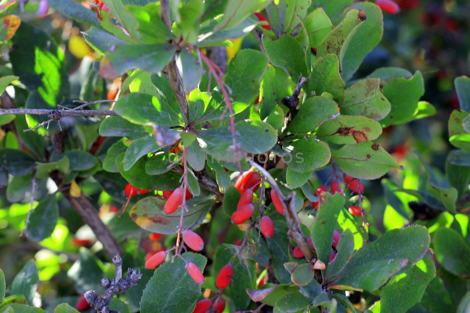 Branch of barberry growing in the autumn field