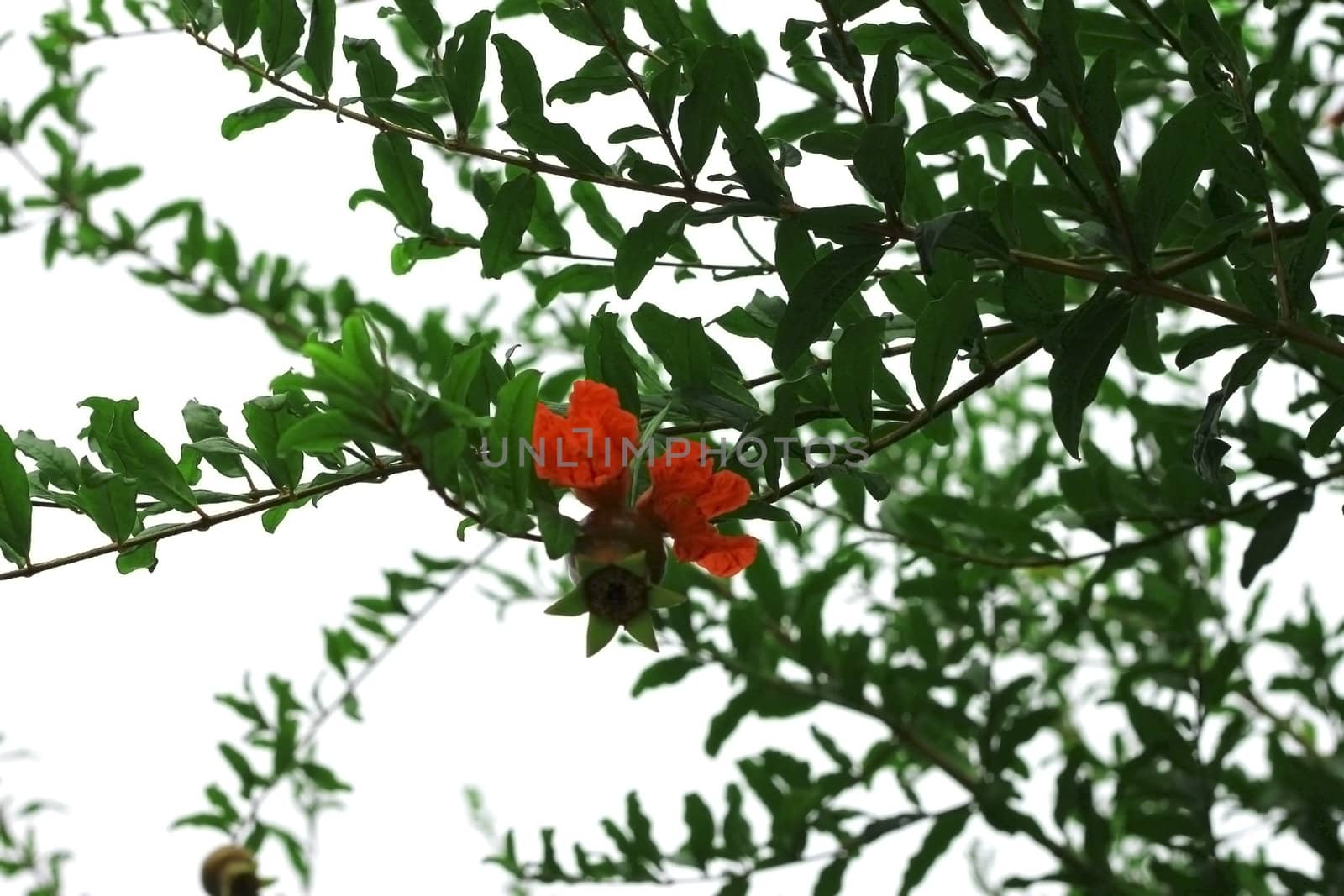 Pomegranate growing on the tree branch