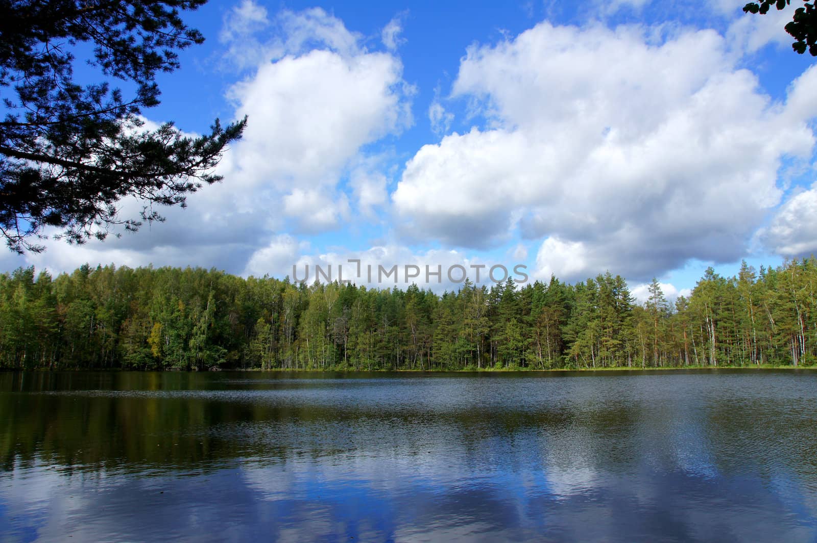 Lake and trees on a background of the blue sky